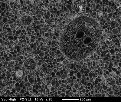 Phoenix dactylifera_Petiole_Transversale 1.2 (DDN_A_250_Bot 1).tif