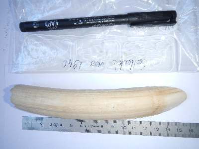 EC1940-01_MEZIERES_Dugong Teeth.jpg